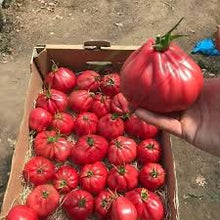 Učitajte sliku u pregledač Galerija, Mamipink F1