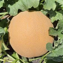 Učitajte sliku u pregledač Galerija, Honeygal F1