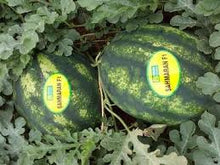 Učitajte sliku u pregledač Galerija, Sahmaran F1