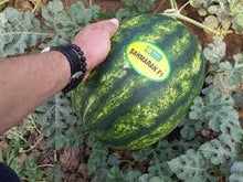 Učitajte sliku u pregledač Galerija, Sahmaran F1