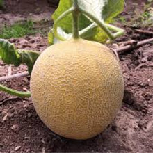 Učitajte sliku u pregledač Galerija, Galina F1