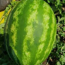 Učitajte sliku u pregledač Galerija, Uzman F1