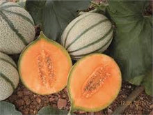 Učitajte sliku u pregledač Galerija, Minimiks F1