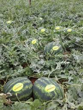 Učitajte sliku u pregledač Galerija, Sahmaran F1