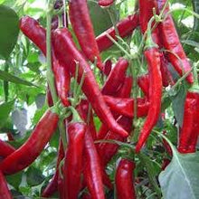 Učitajte sliku u pregledač Galerija, Hiroš F1