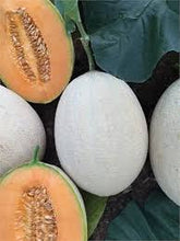 Učitajte sliku u pregledač Galerija, Sancar F1