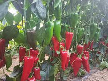 Učitajte sliku u pregledač Galerija, Segedi 178 F1