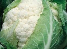 Učitajte sliku u pregledač Galerija, Inci f1