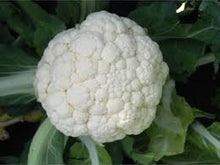 Učitajte sliku u pregledač Galerija, Inci f1