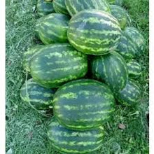 Učitajte sliku u pregledač Galerija, Zora F1