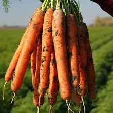 Učitajte sliku u pregledač Galerija, Orchestro F1