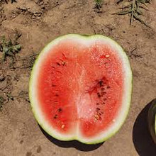 Učitajte sliku u pregledač Galerija, Zora F1