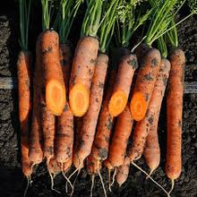 Učitajte sliku u pregledač Galerija, Orchestro F1