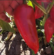 Učitajte sliku u pregledač Galerija, Duett F1