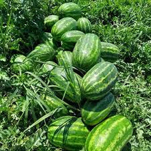 Učitajte sliku u pregledač Galerija, Nautilus F1