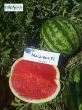 Učitajte sliku u pregledač Galerija, Macarena F1