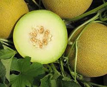 Učitajte sliku u pregledač Galerija, Jaguar F1