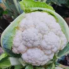 Učitajte sliku u pregledač Galerija, Sigurd F1