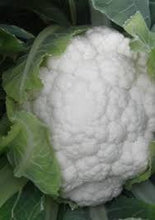 Učitajte sliku u pregledač Galerija, Sigurd F1