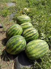 Učitajte sliku u pregledač Galerija, Red Secret F1