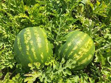 Učitajte sliku u pregledač Galerija, Olympia F1