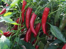 Učitajte sliku u pregledač Galerija, Fono F1