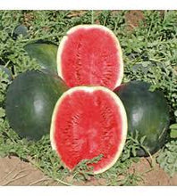 Učitajte sliku u pregledač Galerija, Dark Star F1