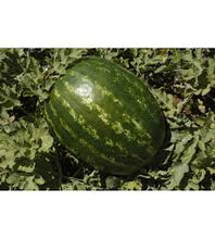 Učitajte sliku u pregledač Galerija, Dark Star F1