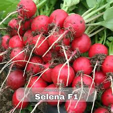 Selena F1