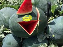 Učitajte sliku u pregledač Galerija, Kandemir F1