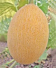 Učitajte sliku u pregledač Galerija, Kemer F1