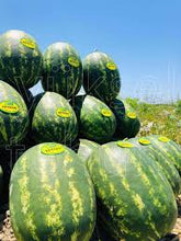 Učitajte sliku u pregledač Galerija, Peykan F1