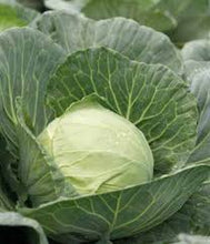 Učitajte sliku u pregledač Galerija, Kilagreg F1