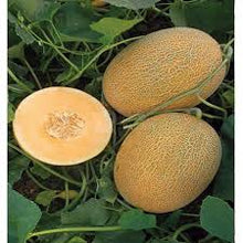 Učitajte sliku u pregledač Galerija, Kemer F1