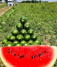 Učitajte sliku u pregledač Galerija, Peykan F1