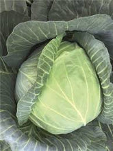 Učitajte sliku u pregledač Galerija, Report F1