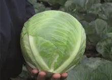 Učitajte sliku u pregledač Galerija, Report F1