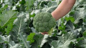 Salinas F1 (precizna setva)