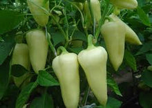 Učitajte sliku u pregledač Galerija, Gidran F1