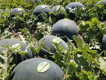 Učitajte sliku u pregledač Galerija, Kandemir F1