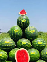 Učitajte sliku u pregledač Galerija, Peykan F1