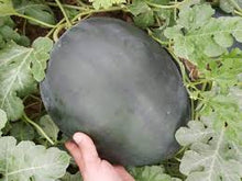 Učitajte sliku u pregledač Galerija, Kandemir F1