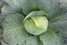 Učitajte sliku u pregledač Galerija, Tacoma F1