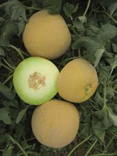 Učitajte sliku u pregledač Galerija, Galina F1