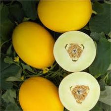 Učitajte sliku u pregledač Galerija, Isil F1