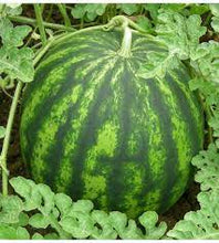 Učitajte sliku u pregledač Galerija, Summerby F1