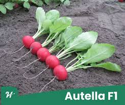 Autella F1