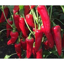 Učitajte sliku u pregledač Galerija, Kaldom F1