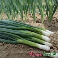 Učitajte sliku u pregledač Galerija, Luk za vezice Entita