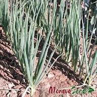 Učitajte sliku u pregledač Galerija, Luk za vezice Entita